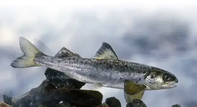 Bilde av en postsmolt